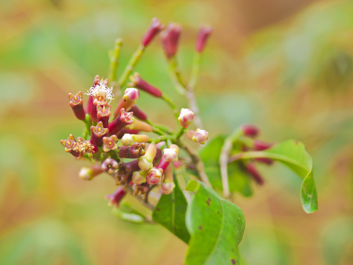 cloves